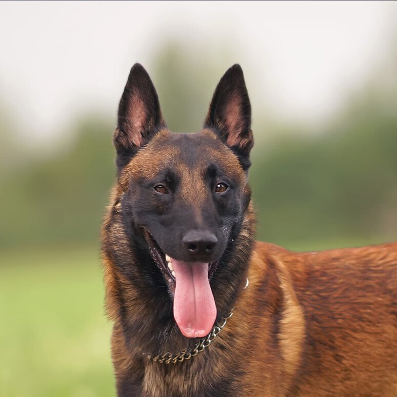 Belgischer Schäferhund