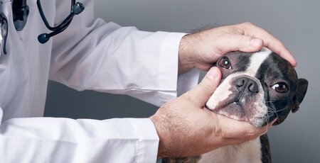 Tierarzt untersucht die Augen einer Bulldogge