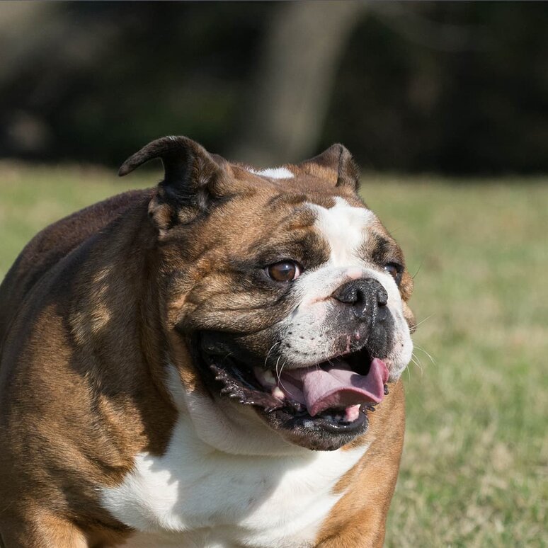 Olde English Bulldogge