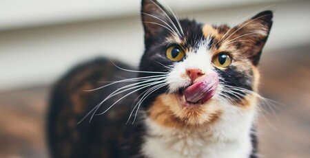 Tricolor Katze schleckt sich mit ihrer Zunge durch ihr Gesicht