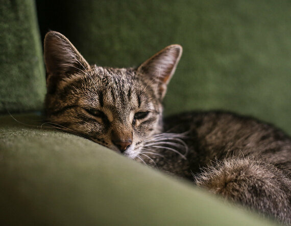 Lebererkrankungen bei Katzen Graue Katze liegt auf der Couch