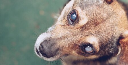 Blinder Hund sitzt und guckt in die Kamera