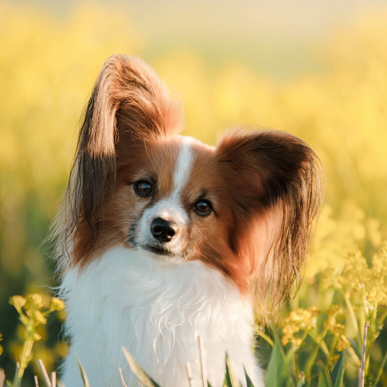 Kontinentaler Zwergspaniel