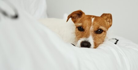 Jack-Russel-Terrier liegt auf einer weißen Decke