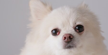 Weißer Chihuahua mit beidseitigem Nickhautdrüsenvorfall