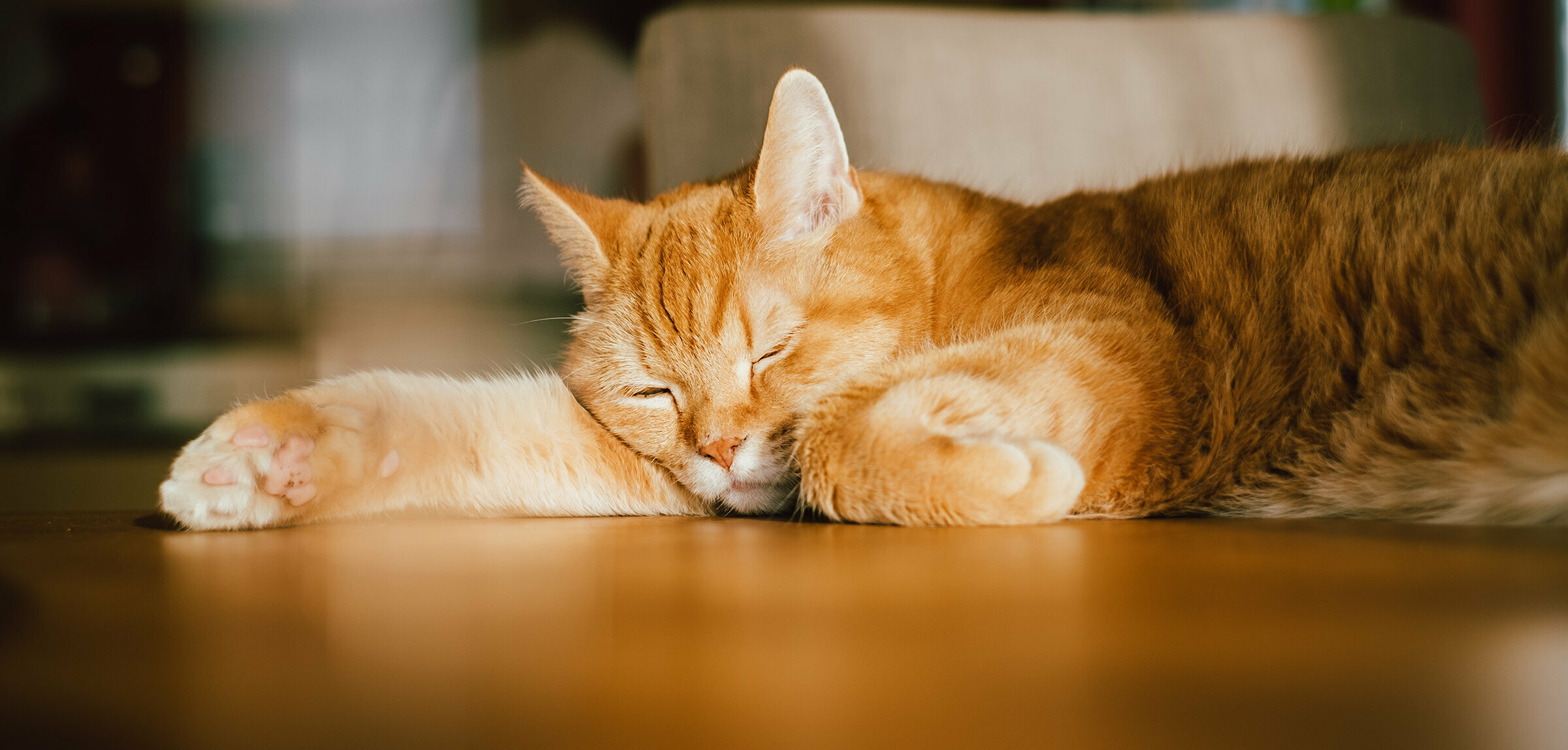 Orange Katze liegt auf dem Boden und sonnt sich