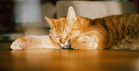 Orange Katze liegt auf dem Boden und sonnt sich