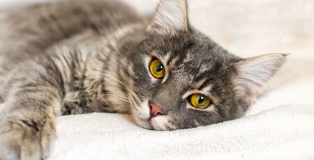 Maine-Coon Katze liegt gemütlich auf einer Decke
