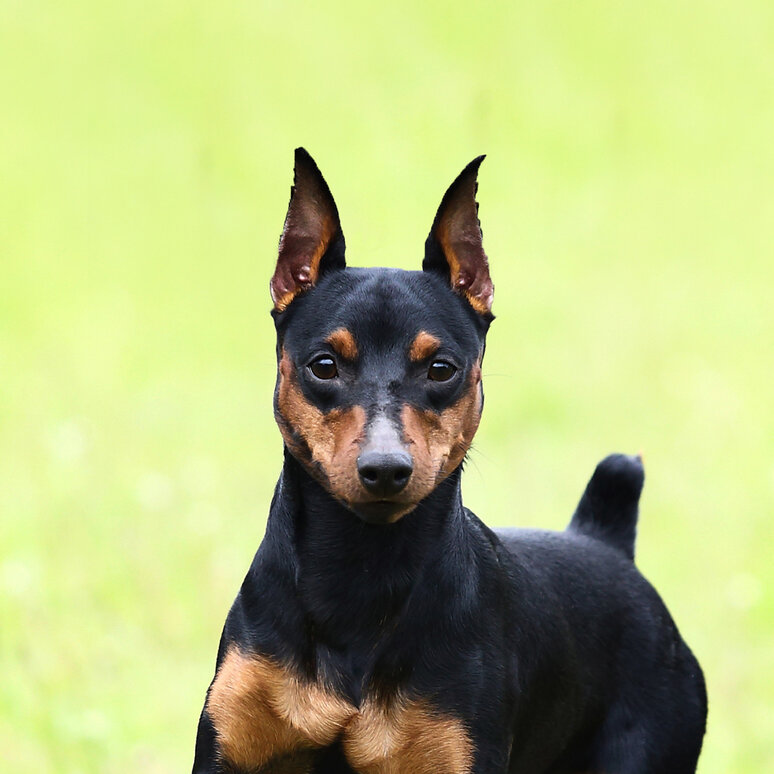 Zwergpinscher