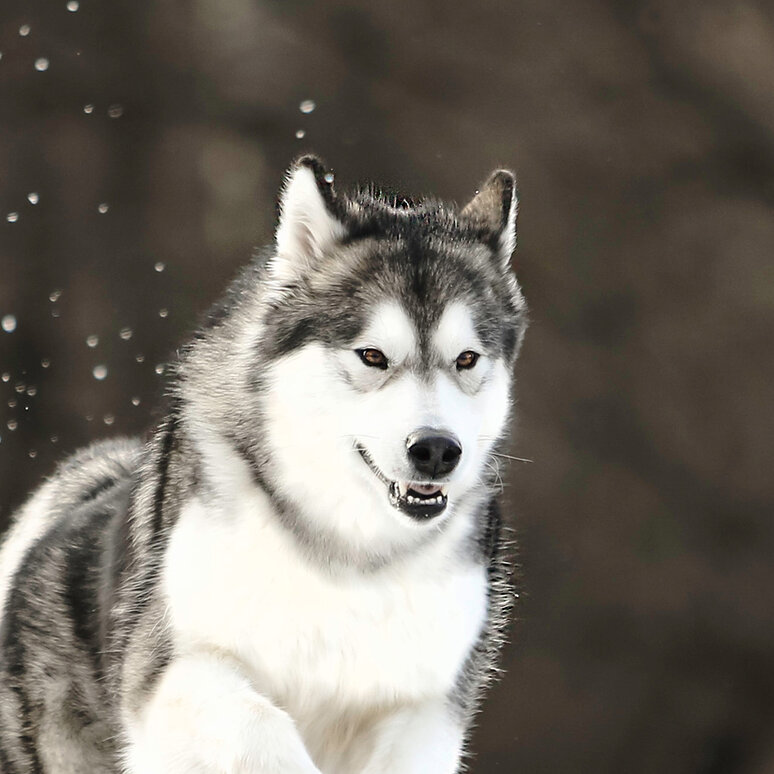 Alaskan Malamute