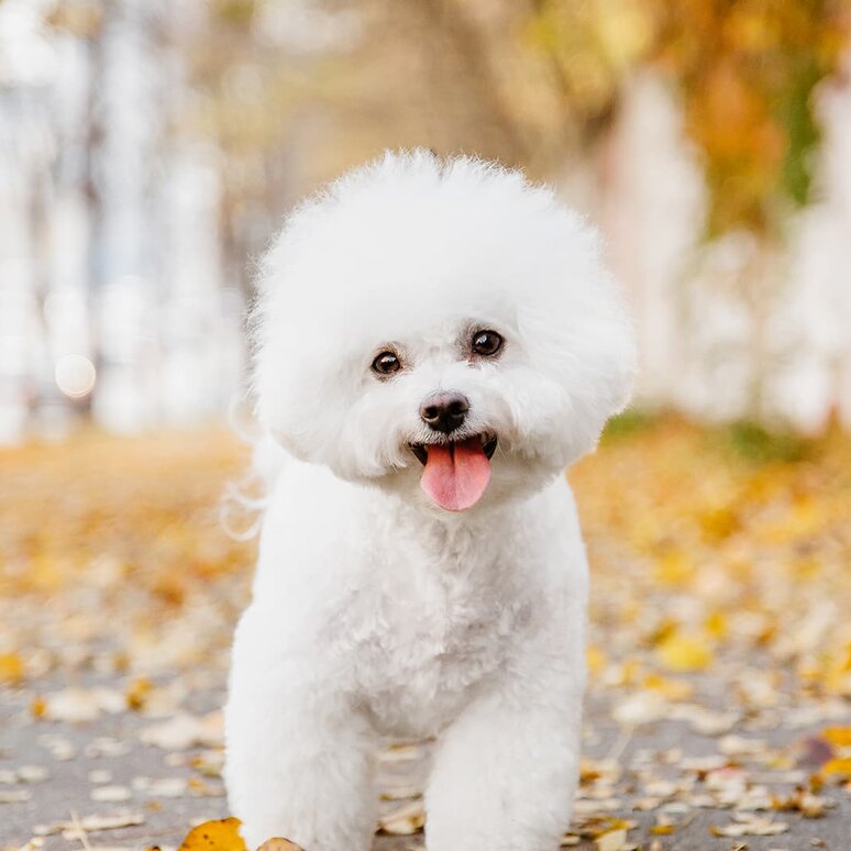 Bichon Frisé