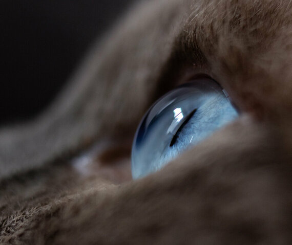 Häufige Augenkrankheiten bei Katzen Nahaufnahme eines blauen Katzenauges