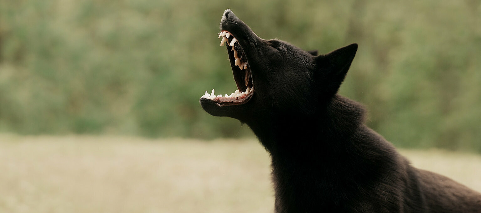 Schwarzer aggressiver Hund