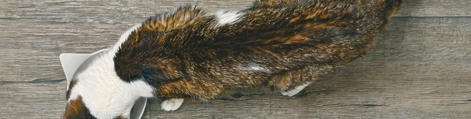 Aufnahme von oben einer schwarz braunen Katze