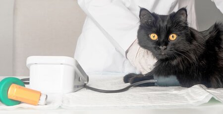 Schwarzer Katze wird der Blutdruck gemessen