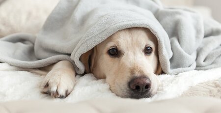 Golden Retriever liegt auf dem Bett und hat eine Decke über dem Kopf