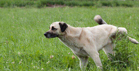 Blasenentzündung beim Hund erkennen