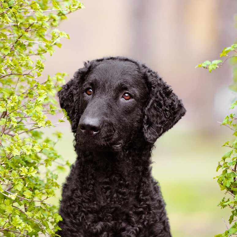 Curly-Coated Retriever