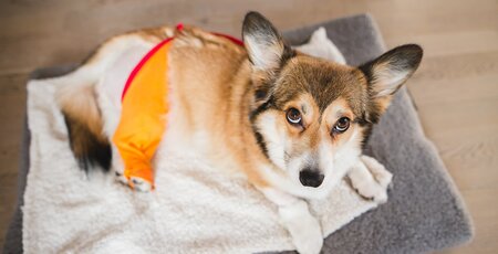 Kleiner Hund liegt auf einer gemütlichen Decke und hat einen Orangenen Stoff über dem Hinterlauf