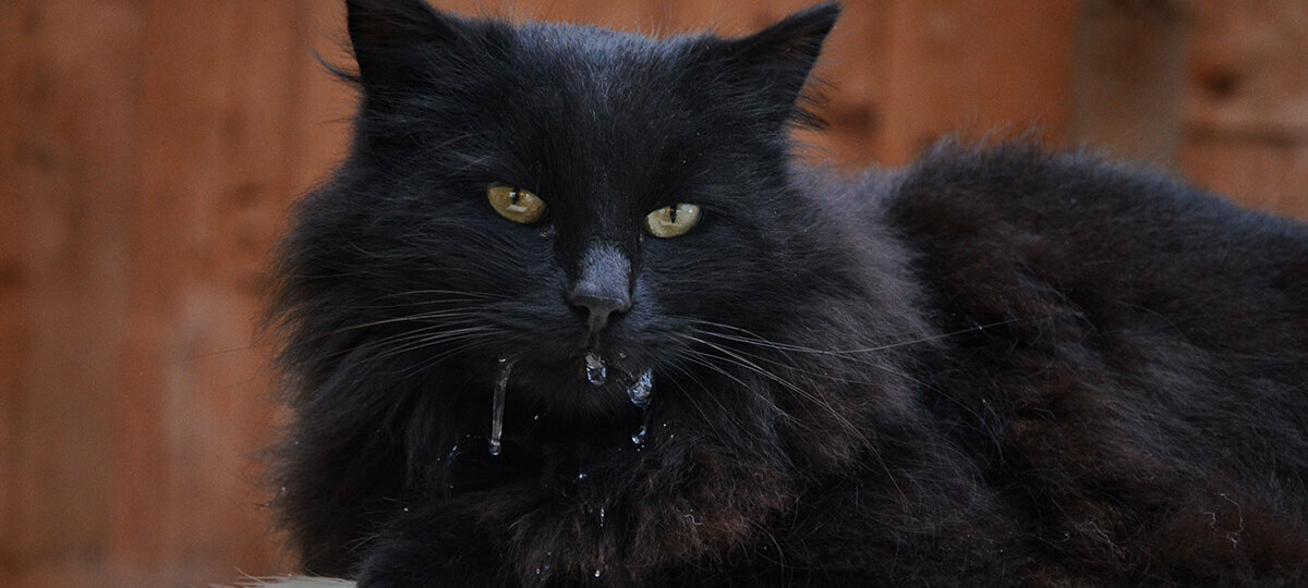 Schwarze Katze mit Sabber im Maul