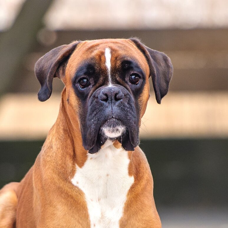 Deutscher Boxer