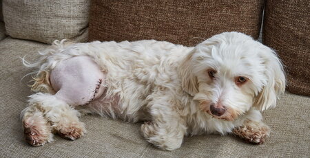 Havanese liegt auf dem Sofa und hat eine Naht am Knie