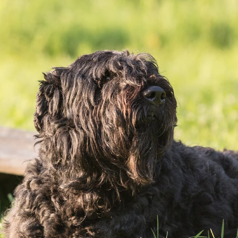 Bouvier des Flandres