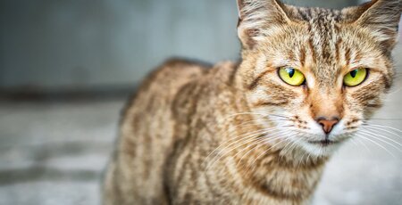 Getigerte Katze sitzt auf Steinen und guckt in die Kamera