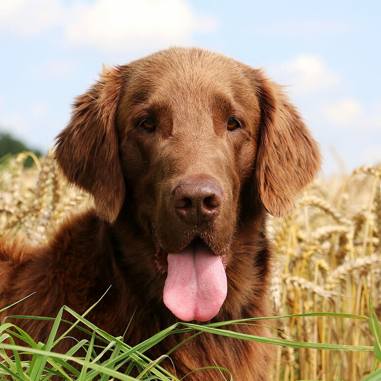 Flat Coated Retriever