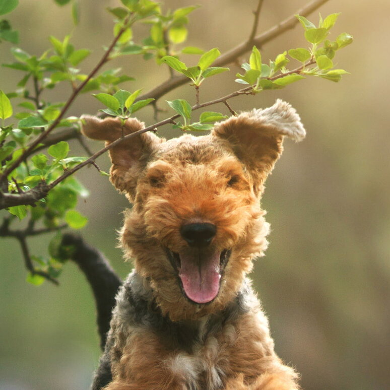 Welsh Terrier