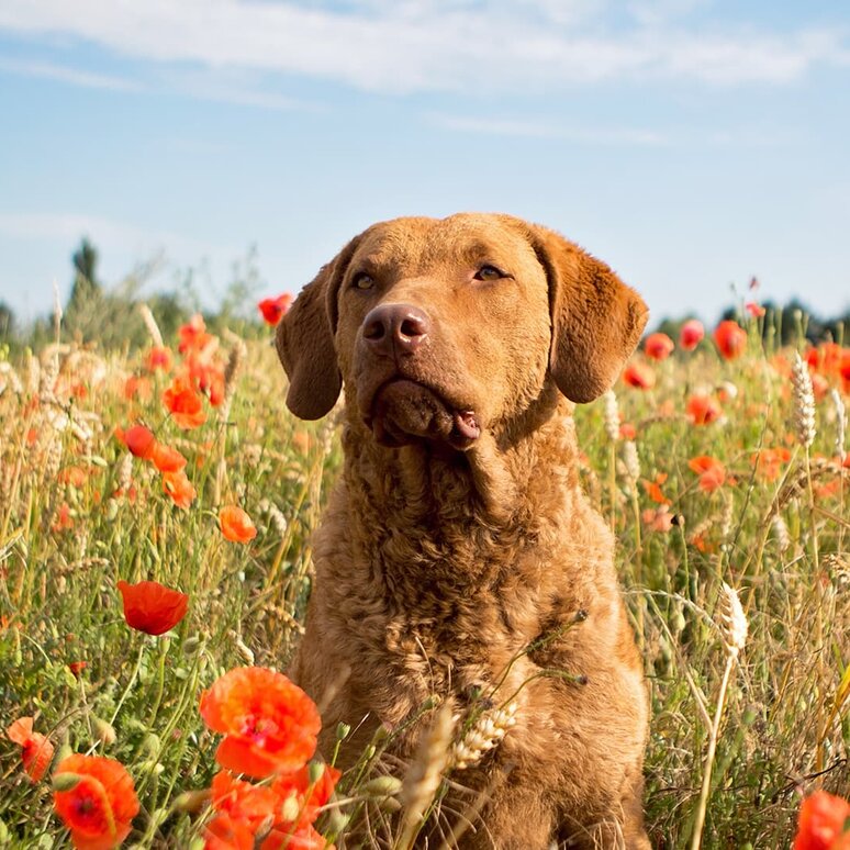 Chesapeake Bay Retriever