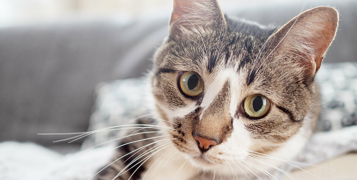 Tipps zur Vorbeugung von Katzen-Augenkrankheiten Gefleckte Katze liegt auf der Couch
