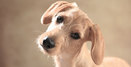 Hund mit schiefem Kopf guckt in die Kamera