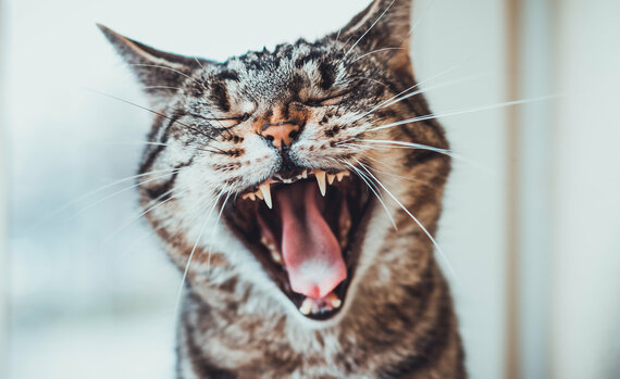 Zahnprobleme bei Katzen Zahnprobleme bei Katzen