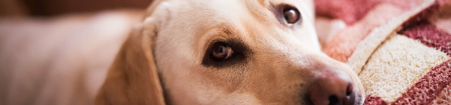 Hund guckt hoch mit großen feuchten Augen