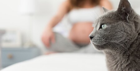 Im Hintergrund sitzt eine Schwangere Frau und vorne eine graue Katze