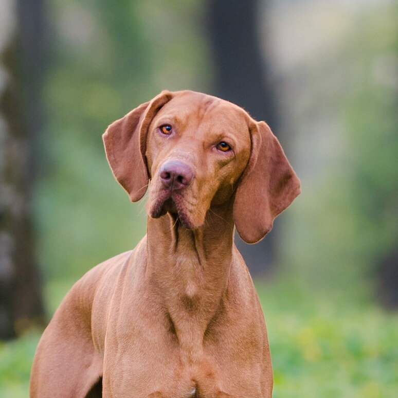 Kurzhaariger Ungarischer Vorstehhund