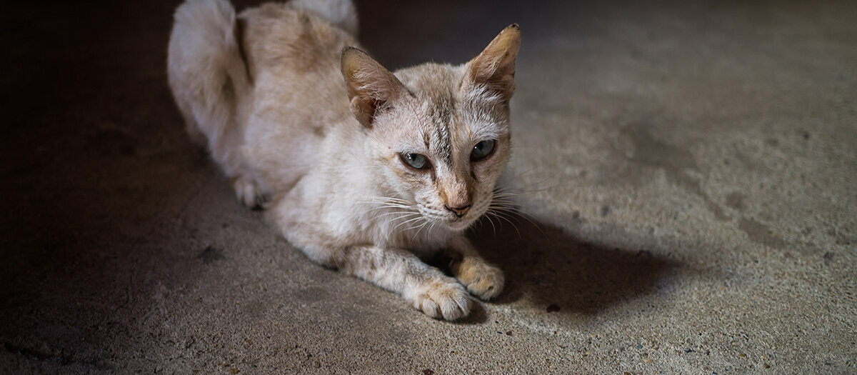 Akute Bauchspeicheldrüsenentzündung Katze Akute Bauchspeicheldrüsenentzündung Katze