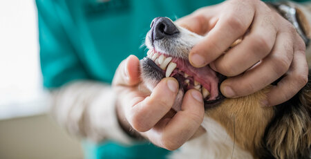 Tierarzt öffnet das Maul eines Hundes