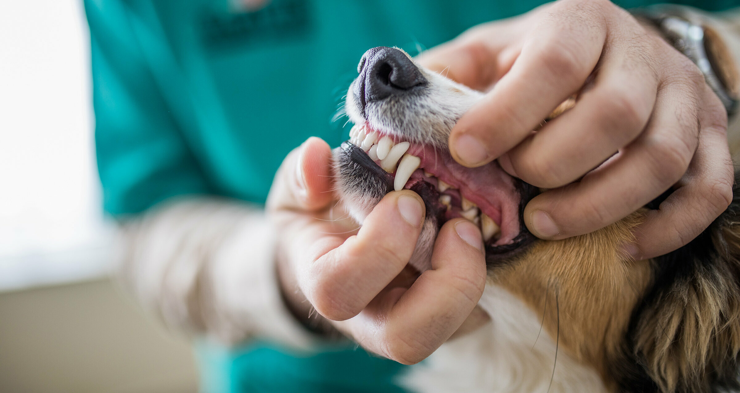 Tierarzt öffnet das Maul eines Hundes