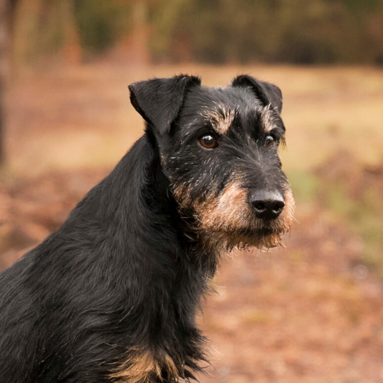 Deutscher Jagdterrier