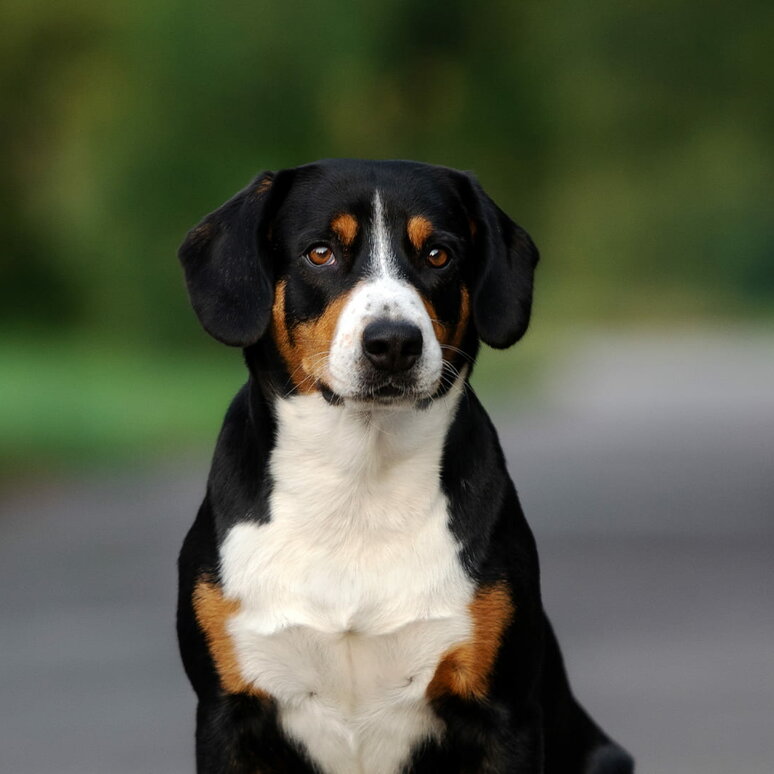 Entlebucher Sennenhund