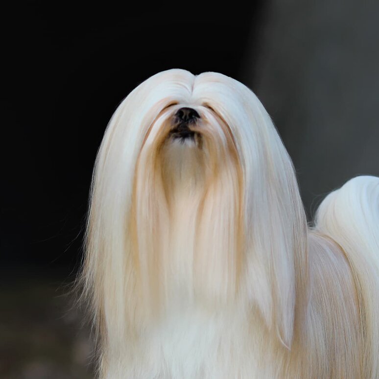 Lhasa Apso