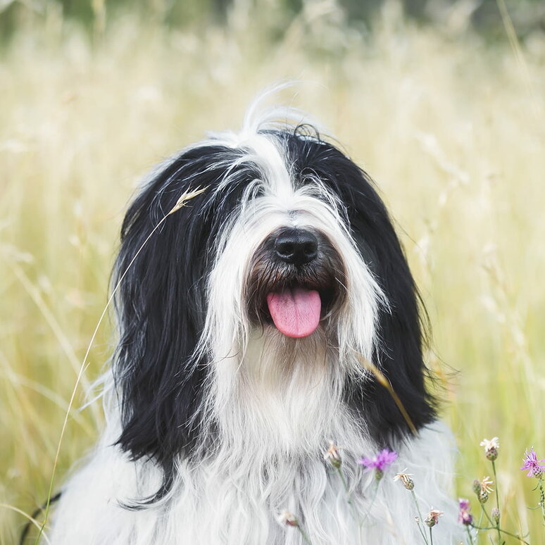 Tibet-Terrier