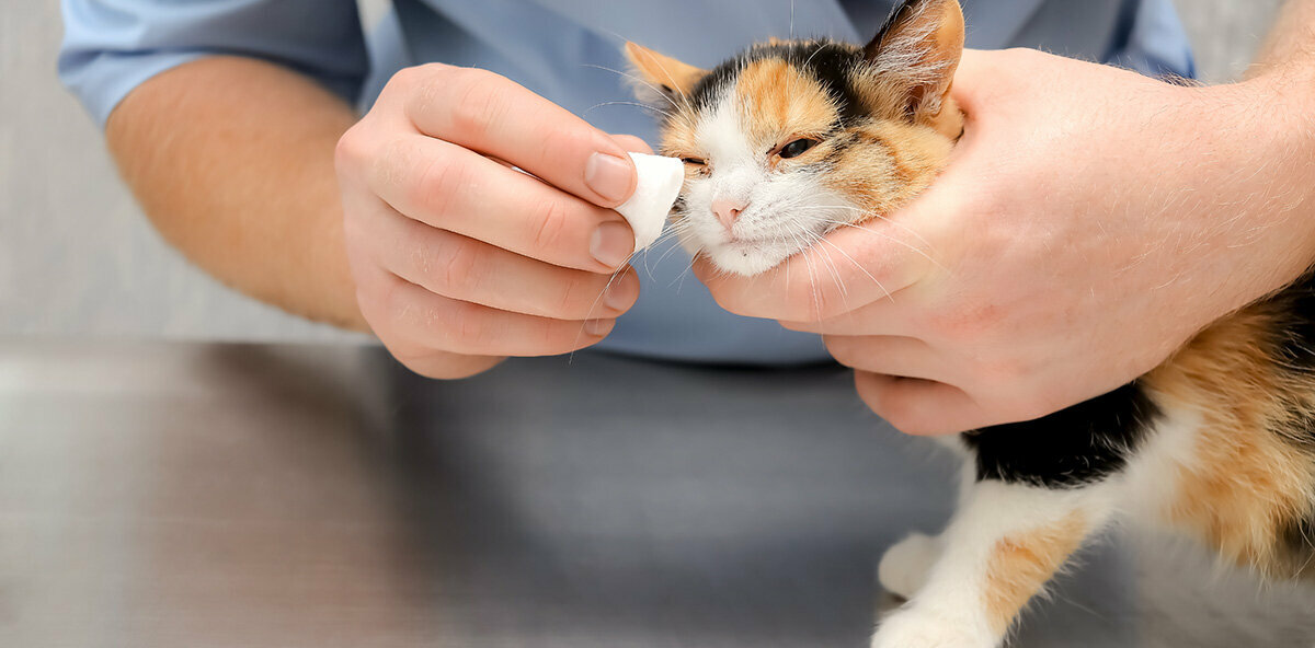 Hautprobleme durch Allergien bei Katzen Katze wird unter dem Auge abgetupft