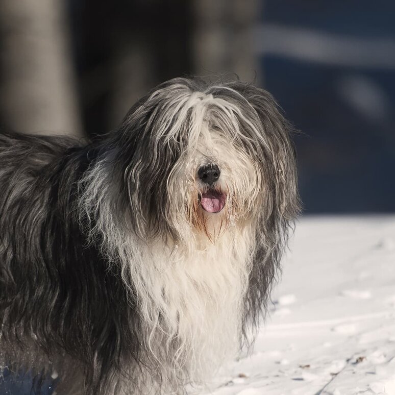 Bearded Collie