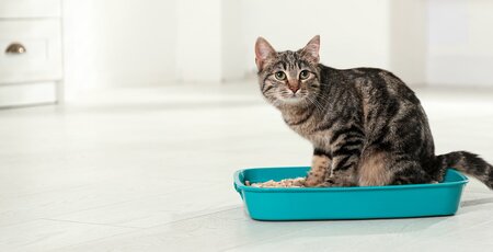 Getigerte Katze sitzt auf einem Türkisen Katzenklo
