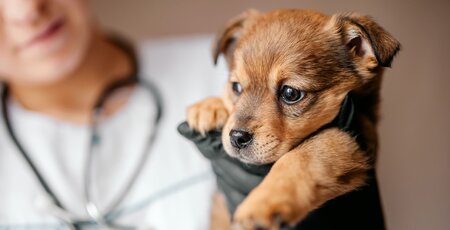 Kleiner brauner Welpe in der Hand einer Tierärztin