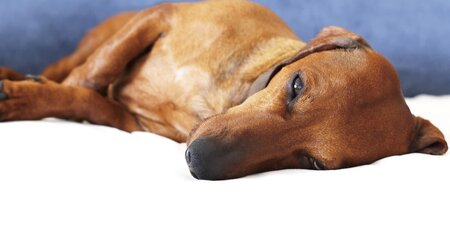 Brauner Dackel liegt auf einer weißen Decke