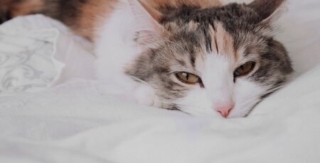 Tricolor Katze liegt auf einer weißen Decke